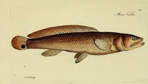 Image result for Amia calva