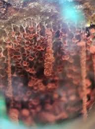 Attēlu rezultāti vaicājumam “Heterotrichia oerstedii (syn. Arcyria oerstedii) spores”