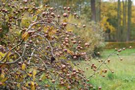 Attēlu rezultāti vaicājumam “Mespilus germanica”