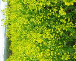 Attēlu rezultāti vaicājumam “Barbarea vulgaris subsp. arcuata”