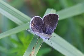 Attēlu rezultāti vaicājumam “Everes argiades male”