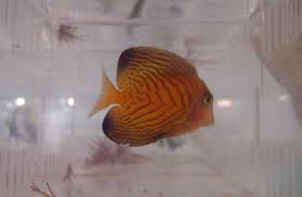 Image result for Ctenochaetus hawaiiensis