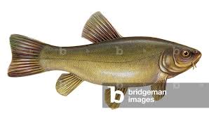 Image result for Tinca tinca