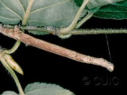 Attēlu rezultāti vaicājumam “Plagodis pulveraria”