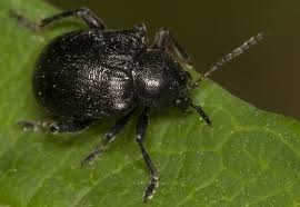 Attēlu rezultāti vaicājumam “Adoxus obscurus”