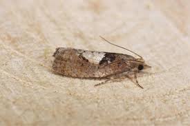 Attēlu rezultāti vaicājumam “Epinotia brunnichana”