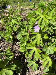 Attēlu rezultāti vaicājumam “Geranium bohemicum fruit”