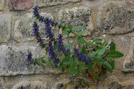 Attēlu rezultāti vaicājumam “Ajuga genevensis flower”