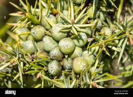Attēlu rezultāti vaicājumam “Juniperus communis female flower”