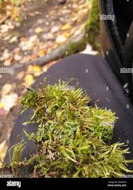 Attēlu rezultāti vaicājumam “Callicladium haldanianum”