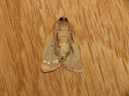 Attēlu rezultāti vaicājumam “Orthosia gracilis”