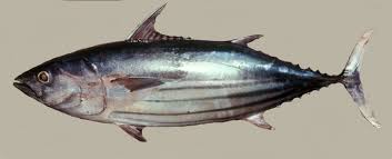 Image result for Katsuwonus pelamis