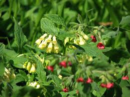 Attēlu rezultāti vaicājumam “Oenothera rubricauli flower”