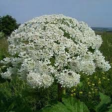 Attēlu rezultāti vaicājumam “Heracleum sosnowskyi leaf”