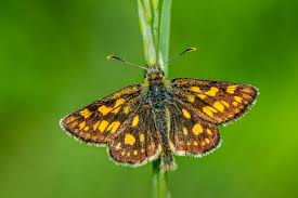 Attēlu rezultāti vaicājumam “Carterocephalus palaemon”