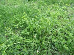 Attēlu rezultāti vaicājumam “Ranunculus elatior leaf”
