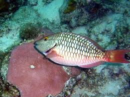 Image result for Sparisoma axillare