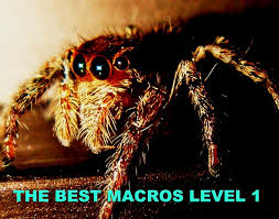 Attēlu rezultāti vaicājumam “Satyrium w-album underside”