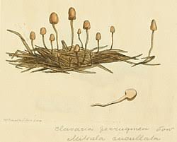 Attēlu rezultāti vaicājumam “Heyderia pusilla”
