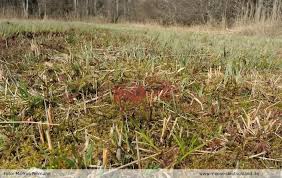 Attēlu rezultāti vaicājumam “Bryum weigelii”