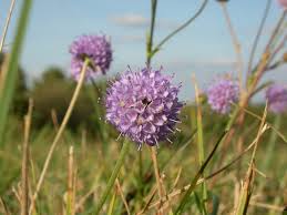 Image result for Succisa pratensis