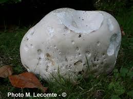 Attēlu rezultāti vaicājumam “Langermania gigantea”