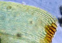 Attēlu rezultāti vaicājumam “Plagiothecium latebricola”