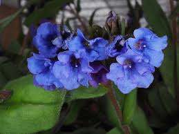 Attēlu rezultāti vaicājumam “Pulmonaria angustifolia”