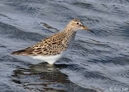 Image result for Calidris melanotos
