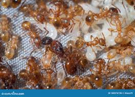 Attēlu rezultāti vaicājumam “Myrmica rubra”