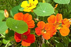 Attēlu rezultāti vaicājumam “Tropaeolum majus flower”