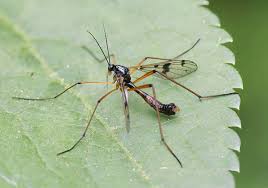 Attēlu rezultāti vaicājumam “Ptychoptera sp.”