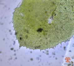 Attēlu rezultāti vaicājumam “Scapania nemorea”