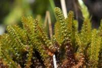 Attēlu rezultāti vaicājumam “Paludella squarrosa”