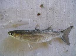 Image result for Chelon saliens