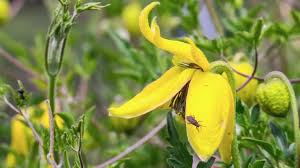 Attēlu rezultāti vaicājumam “Clematis fruit”