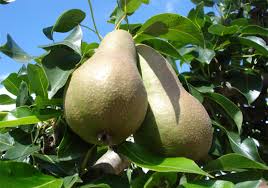 Attēlu rezultāti vaicājumam “Pyrus”