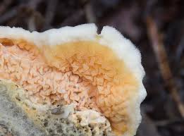 Attēlu rezultāti vaicājumam “Leucogyrophana sororia”