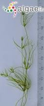 Attēlu rezultāti vaicājumam “Chara globularis”