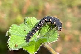Attēlu rezultāti vaicājumam “Lampyris noctiluca larva”