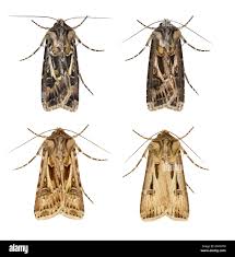 Attēlu rezultāti vaicājumam “Agrotis vestigialis”