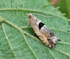 Attēlu rezultāti vaicājumam “Epinotia ramella”