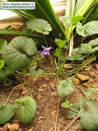 Attēlu rezultāti vaicājumam “Viola odorata bud”