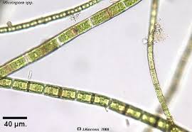 Attēlu rezultāti vaicājumam “Comatricha elegans var. microspora”