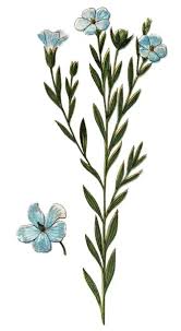 Image result for Linum usitatissimum