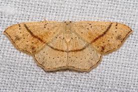 Attēlu rezultāti vaicājumam “Cyclophora punctaria”