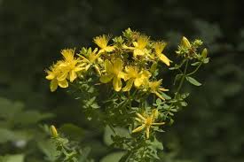Attēlu rezultāti vaicājumam “Hypericum maculatum”