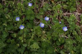 Attēlu rezultāti vaicājumam “Veronica persica leaf”