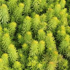 Attēlu rezultāti vaicājumam “Sedum rupestre”