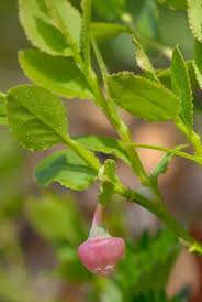 Attēlu rezultāti vaicājumam “Vaccinium myrtillus flower”